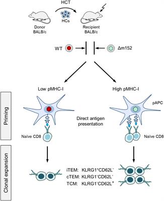 Modulation of cytomegalovirus immune evasion identifies direct antigen presentation as the predominant mode of CD8 T-cell priming during immune reconstitution after hematopoietic cell transplantation